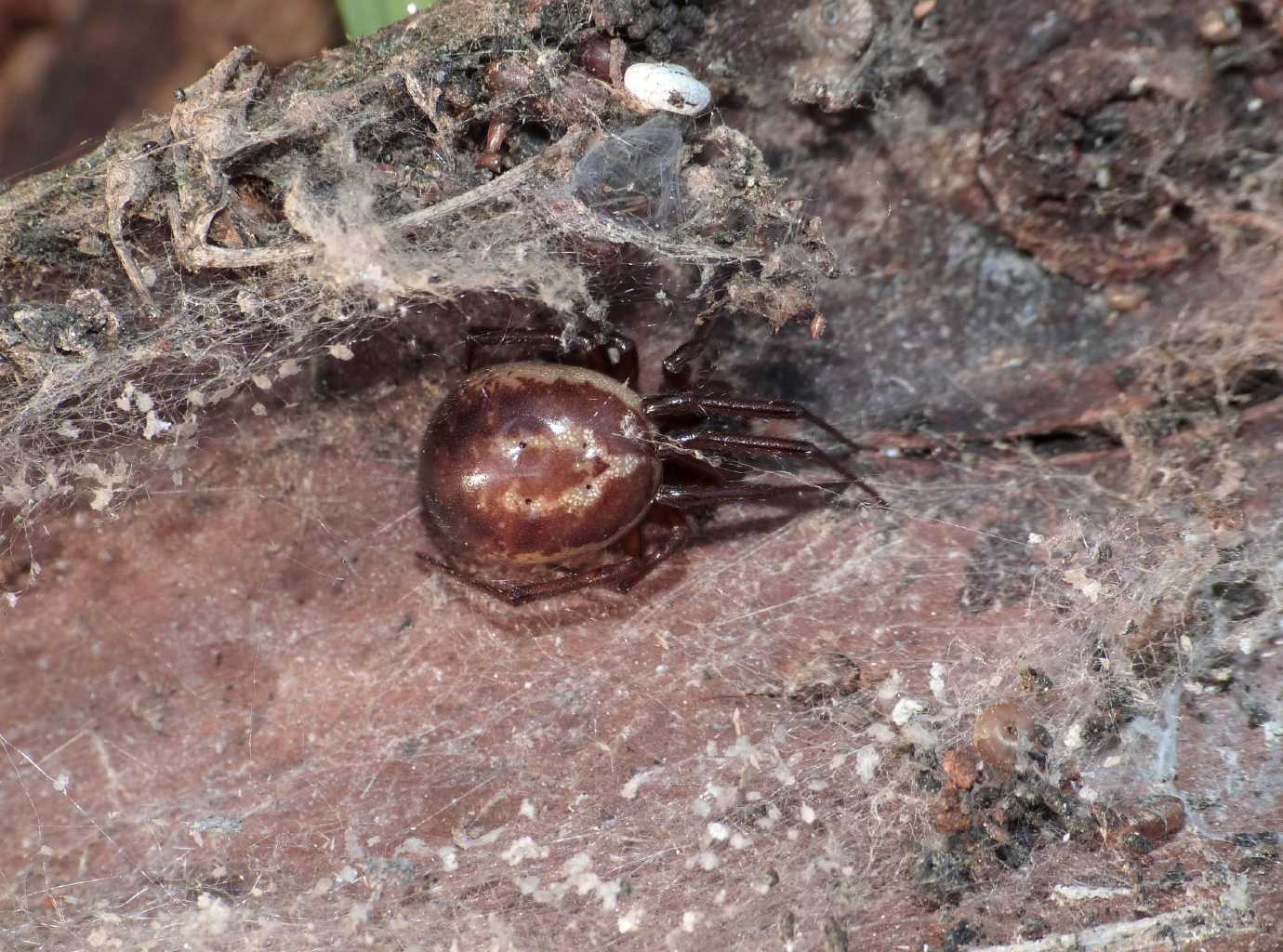 Strana coppia: Latrodectus e S.nobilis - Santa Severa (RM)